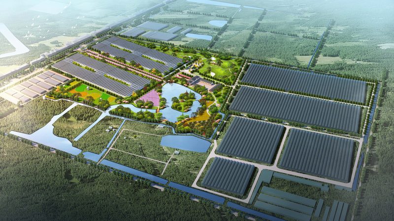 阳台农业种植肥料用量多少：科学施肥的秘诀