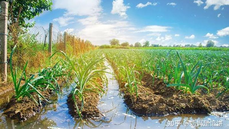 农业产业园冷链物流配套定制流程解析**