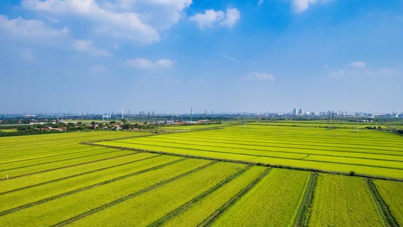 养殖类农民专业合作社注册条件